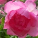 Rosa 'Centenaire de Lourdes' ®
