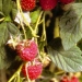 Framboisier 'meeker', Framboisier