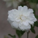 Rosa 'Alister Stella Gray'.Rose ancienne Noisette