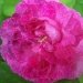 Rosier 'abailard', Rosier, Rose 'abailard', Rose