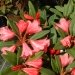 Rhododendron 'winsome', Rhododendron