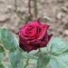 Rosa 'Black Baccara' ®