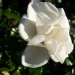 Rosa 'Opalia' ®