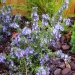 Rosmarinus officinalis 'Prostratus'