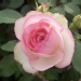 Rosa 'Pierre de Ronsard' ®