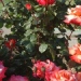 Rosa 'Christophe Colomb' ®