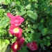 Rosa 'Merveille des Rouges'