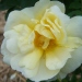 Rosa 'Agnes'