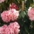 Rhododendron 'Albert Schweitzer'