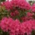 Rhododendron 'Anna Rose Whitney'