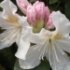 Rhododendron 'Cunningham's White'