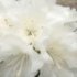 Rhododendron 'Dora Amateis'