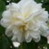 Rosa 'Alberic Barbier'.Rose ancienne Liane