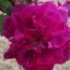 Rosa 'Amadis'.Rose ancienne Boursault