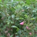 Rosa 'Pink Grootendorst'