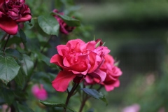 Rosier, Rose, Rose 'soraya'