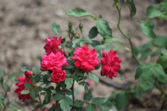 Rosier, Rose 'coralin', Rose, Rosier 'coralin'