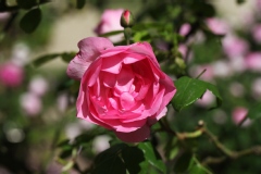 Rosier 'centenaire de lourdes', Rosier, Rose, Rose 'centenaire de lourdes'