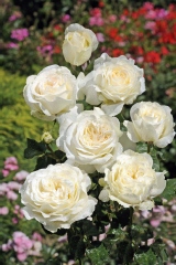 Rose 'irina bondarenko', Rosier 'irina bondarenko'
