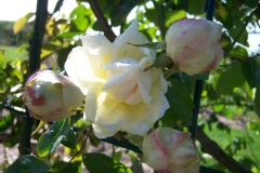 Photo de Rosa 'Marechal Niel'