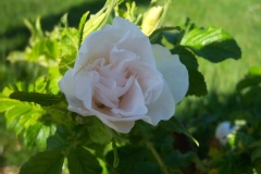 Rosa 'Blanc Double de Coubert'.Hybride de rugosa