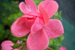 Rosa 'Rosy Border'®