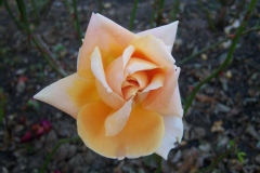 Rosa 'Abbaye de Cluny' ®