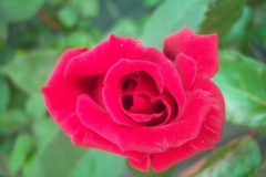 Rosa 'Hacienda' ®