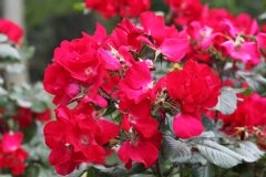 Rosier 'robusta', Rosier, Rose, Rose 'robusta'