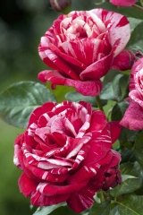 Rosier 'sacem', Rose 'sacem'