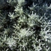 Santolina chamaecyparissus