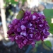 Syringa vulgaris 'Charles Joly'