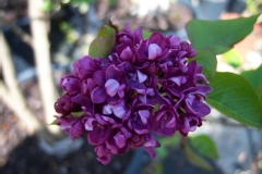Syringa vulgaris 'Charles Joly'