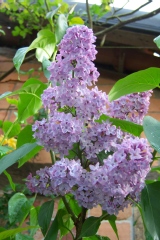 Syringa vulgaris 'Congo'