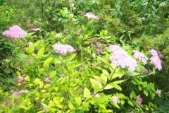 Spiraea japonica 'Fortunei'