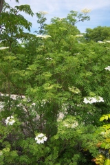 Sambucus nigra 'Laciniata'