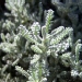Santolina chamaecyparissus