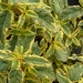 Sauge officinale dorée