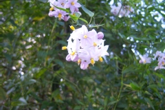 Morelle faux jasmin