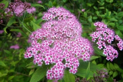 Spiraea japonica 'Fortunei'