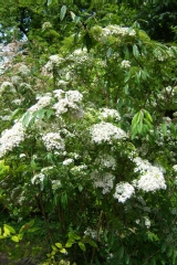Spiraea albiflora