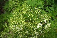 Sambucus nigra 'Laciniata'