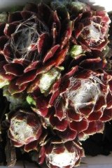 Joubarbe araignée rouge