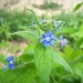 Symphytum tuberosum