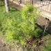 Spiraea thunbergii