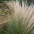 Stipa tenuifolia