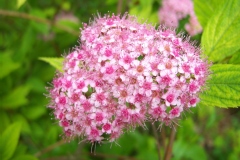 Spiraea japonica 'Fortunei'
