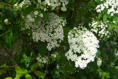 Spiraea albiflora