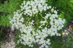 Sambucus nigra 'Laciniata'