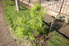 Photo de Spiraea thunbergii